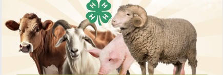 4-H Livestock Club 