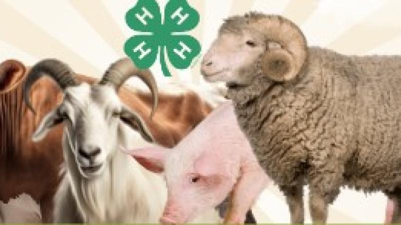 4-H Livestock Club 